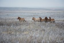 Гаремная группа лошадей Пржевальского зимой. Предуральская степь