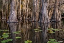 Кипарисовые болота, Луизианна-Техас, США
