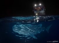 Китовая акула ночью. Мальдивы